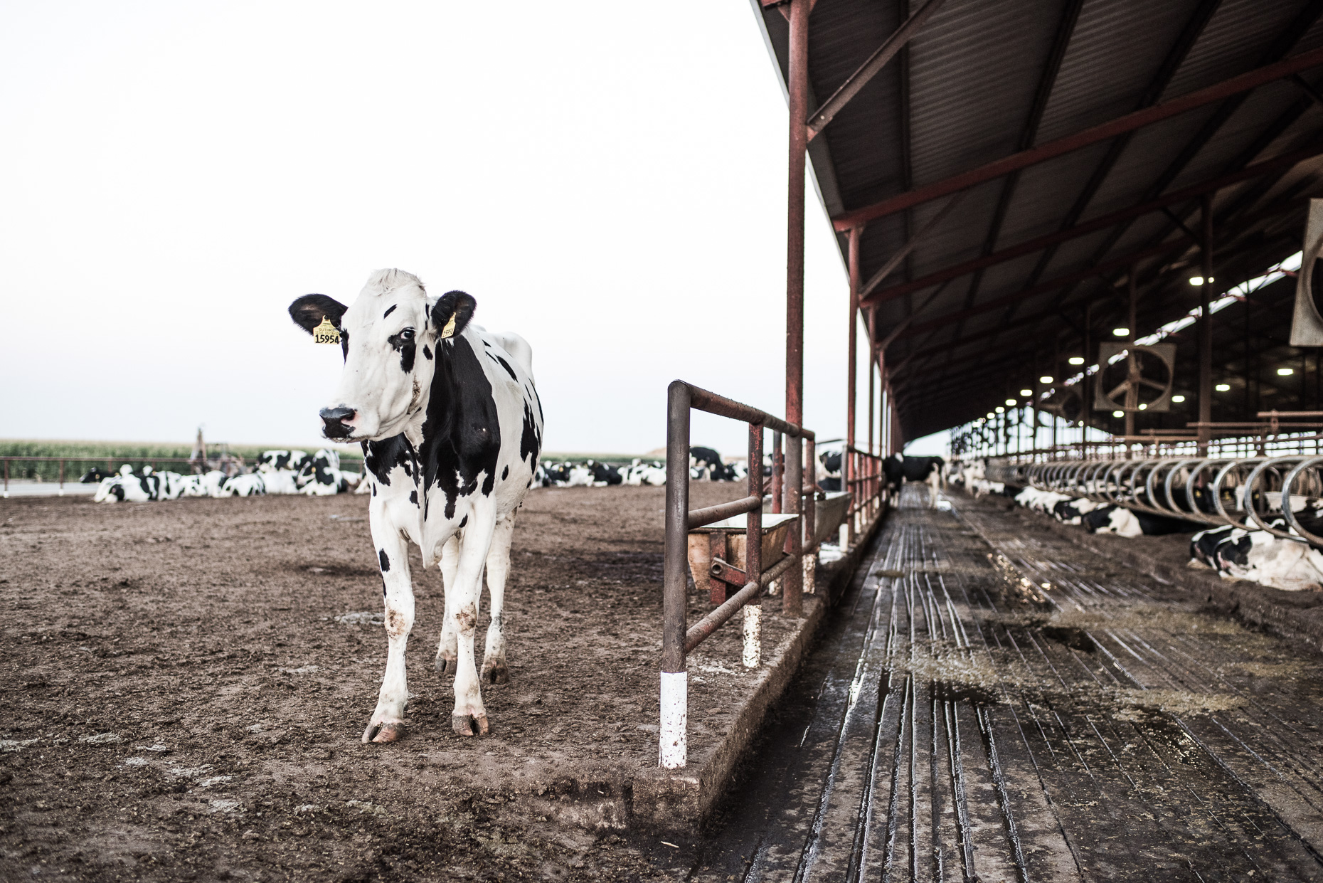 Airosa_Dairy_DSC_0382