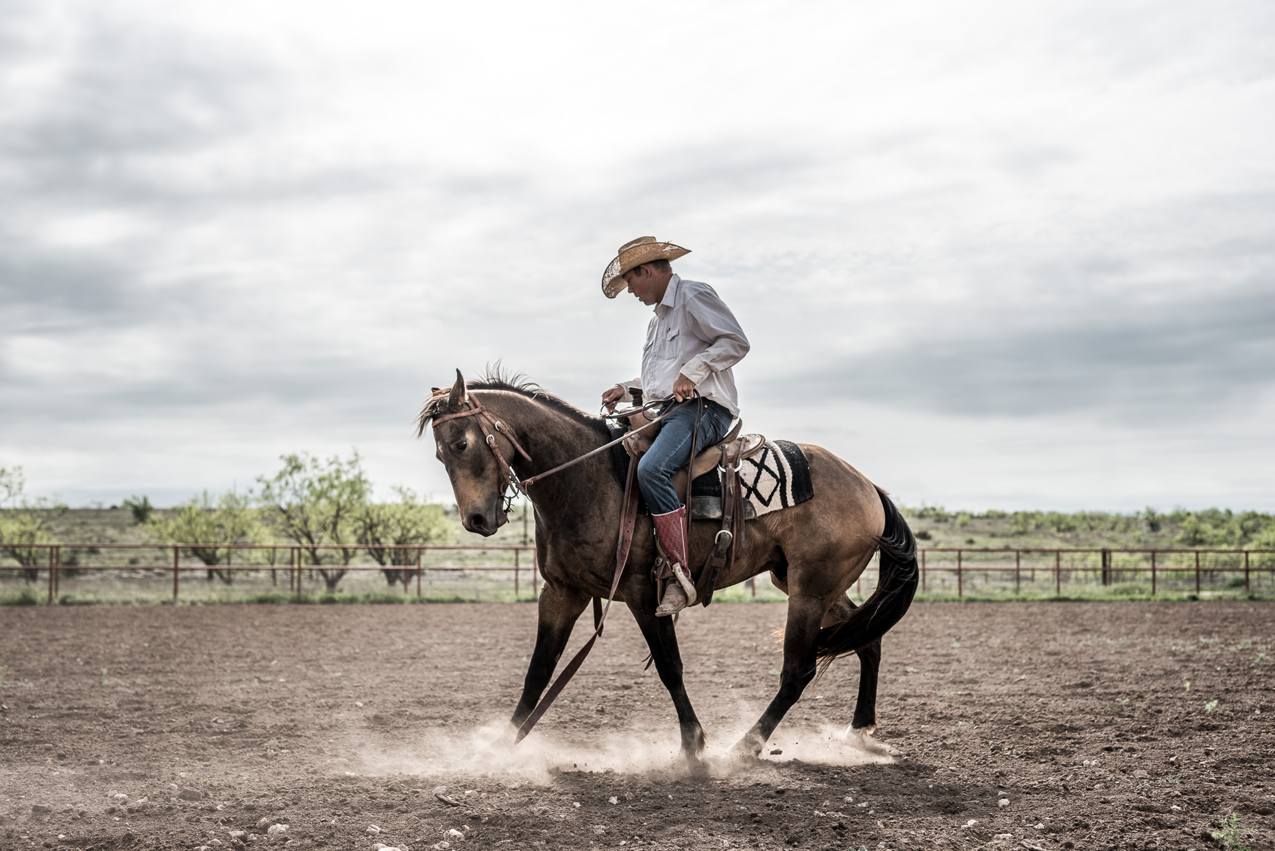 Farm Credit - Texas Cattle -4650-Edit