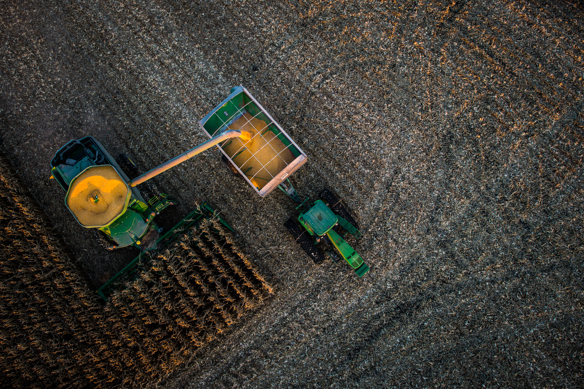 Iowa_Corn_DSC_7204