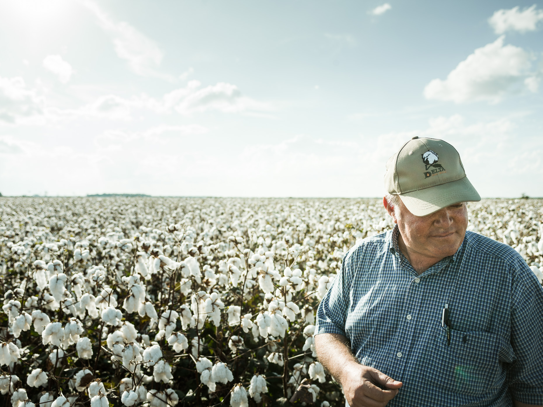 Mississippi_Cotton_CF014114